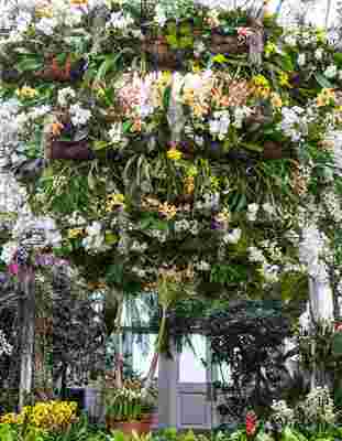 Living Chandeliers Are the Highlight of NYBG’s Orchid Show